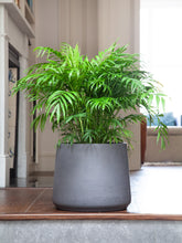 files/IndoorPlants_4-JamiesHouse29.11.2023-026_e0368fab-acc8-4e57-8215-2ecf887f199a.jpg